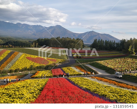 鮮やかな花畑 131859545
