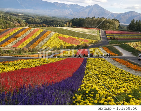 鮮やかな花畑 131859550