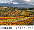 鮮やかな花畑 131859568