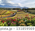 鮮やかな花畑 131859569