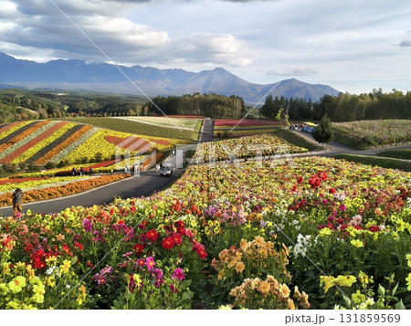 鮮やかな花畑 131859569