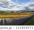 鮮やかな花畑 131859571