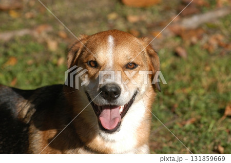 Domestic Pet dog On a lawn 131859669