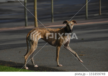 Pet Dog on Road Pet Dog on Road 131859749