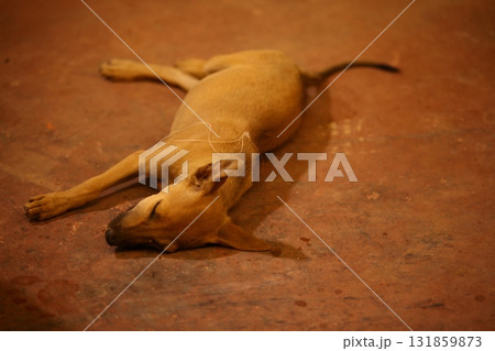 Street Dog sleeping on floor India Street Dog sleeping on floor India 131859873