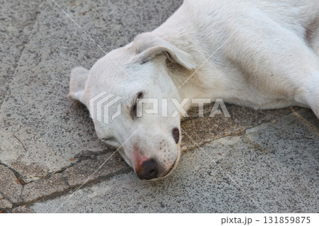 Street Dog sleeping on floor India Street Dog sleeping on floor India 131859875