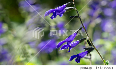 紫色のサルビアの花のアップ 131859904