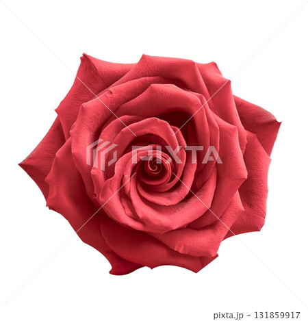Close view of vibrant red roses isolated on a clean white background, perfect for expressing love, admiration, or appreciation on various occasions throughout the year. 131859917