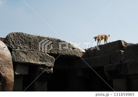Street Dog at rural area 131859965