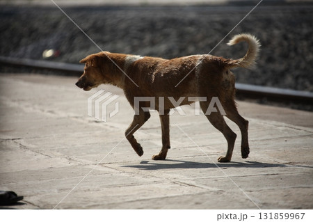 Street Dog at rural area Street Dog at rural area 131859967