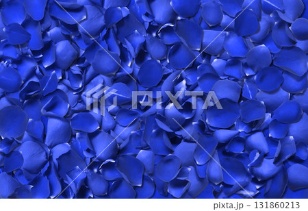 一面に敷き詰めた、青いバラの絨毯 131860213