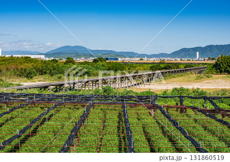 木津川河川敷の茶畑 上津屋橋(流れ橋) 京都府八幡市 木津川河川敷の茶畑 上津屋橋(流れ橋) 京都府八幡市 131860519