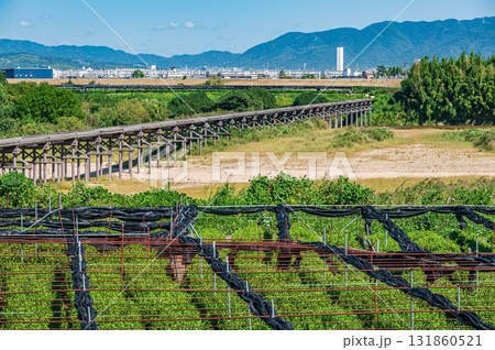 木津川河川敷の茶畑　上津屋橋（流れ橋）　京都府八幡市 131860521