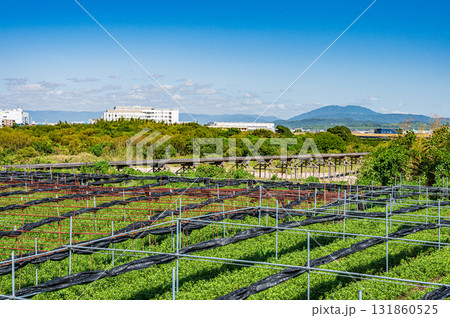 木津川河川敷の茶畑 上津屋橋(流れ橋) 京都府八幡市 木津川河川敷の茶畑 上津屋橋(流れ橋) 京都府八幡市 131860525