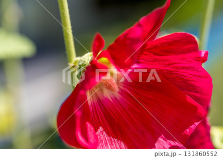 クローズアップ・コケコッコ花～立葵～ 131860552