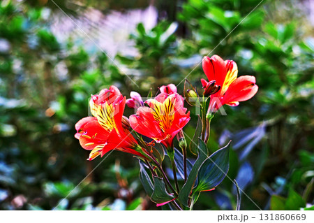 鮮やかな色のアルストロメリアの花（秋、十月） 131860669