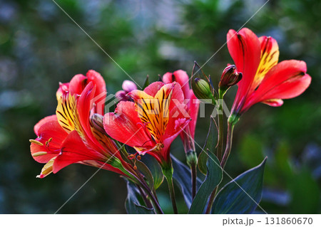 鮮やかな色のアルストロメリアの花(秋、十月) 鮮やかな色のアルストロメリアの花(秋、十月) 131860670