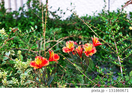 鮮やかな色のアルストロメリアの花(秋、十月) 鮮やかな色のアルストロメリアの花(秋、十月) 131860671