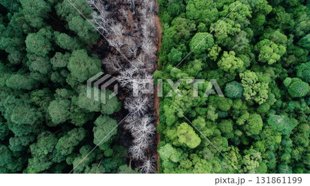 Overhead aerial view of forest divided by lush green vegetation and charred blackened burned woodland in stark symbolic contrast Overhead aerial view of forest divided by lush green vegetation and charred blackened burned woodland in stark symbolic contrast 131861199