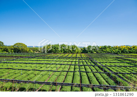 木津川河川敷に広がる茶畑 京都府八幡市  木津川河川敷に広がる茶畑 京都府八幡市  131861290