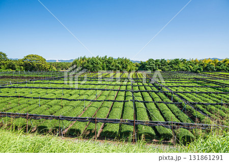木津川河川敷に広がる茶畑　京都府八幡市　 131861291