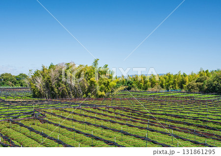木津川河川敷に広がる茶畑　京都府八幡市　 131861295