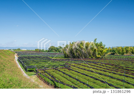 木津川河川敷に広がる茶畑 京都府八幡市 木津川河川敷に広がる茶畑 京都府八幡市 131861296