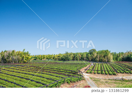 木津川河川敷に広がる茶畑 京都府八幡市 木津川河川敷に広がる茶畑 京都府八幡市 131861299