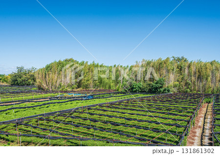 木津川河川敷に広がる茶畑 京都府八幡市 木津川河川敷に広がる茶畑 京都府八幡市 131861302
