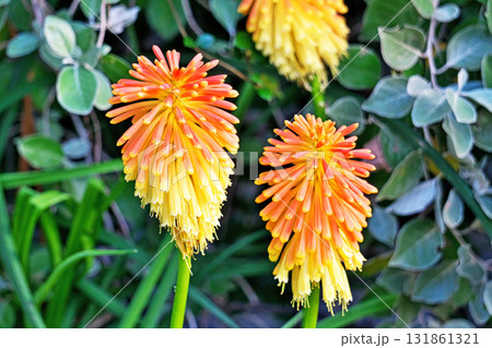 オオトリマの花（秋、十月） 131861321