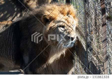 Lion Enclosure Zoo Animal - A majestic lion stares through the fence of its enclosure at a zoo. 131861328