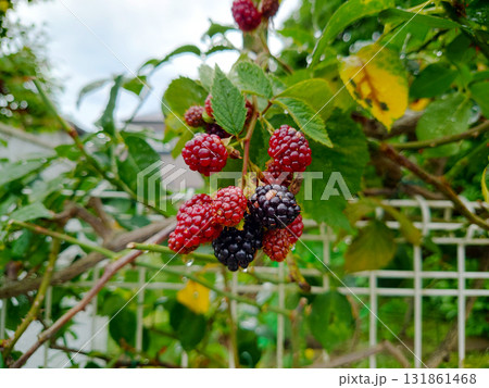 熟し始めたブラックベリーの実 131861468