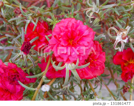 赤いカーネーション 131861477