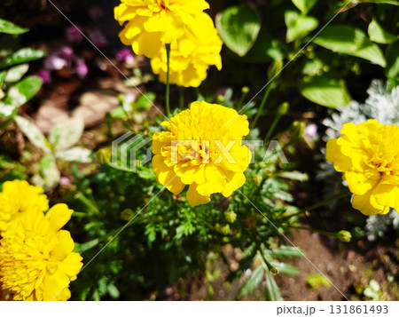 春の訪れを告げる福寿草 春の訪れを告げる福寿草 131861493