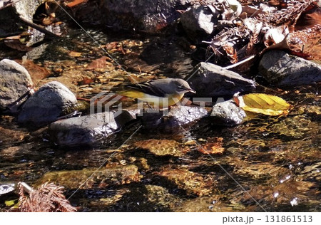 古賀市　清瀧の大根川で見かけた　キセキレイ 131861513