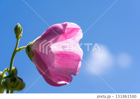梅雨明けの青空と立葵の花 131861580