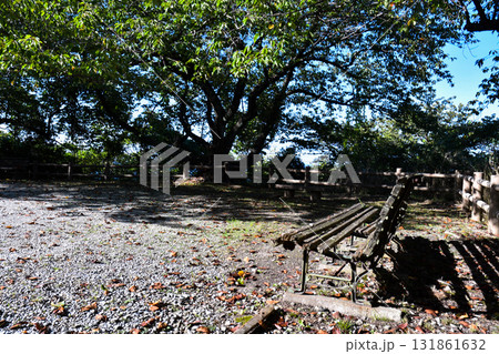 秋の木漏れ日に静かに佇む壊れたベンチ 131861632