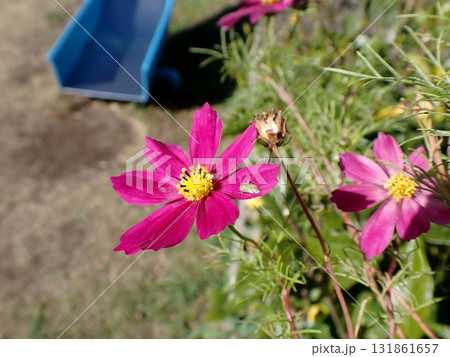 ウスモンミドリカスミカメとコスモス 131861657