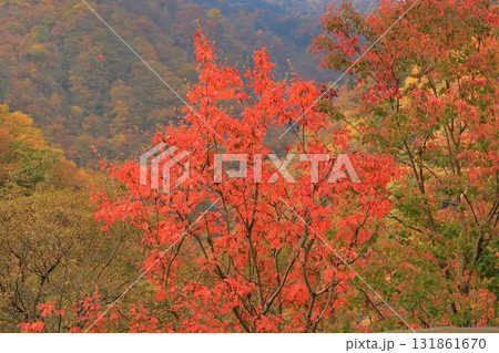 紅葉の華厳の滝 紅葉の華厳の滝 131861670