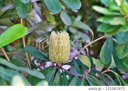 バンクシアインテグリフォリアの花(秋、十月) バンクシアインテグリフォリアの花(秋、十月) 131861675