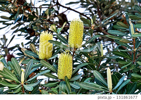 バンクシアインテグリフォリアの花（秋、十月） 131861677