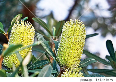 バンクシアインテグリフォリアの花（秋、十月） 131861679