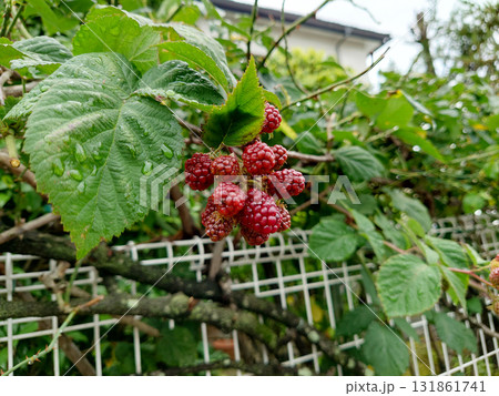 赤い実をつけたイチゴの木 赤い実をつけたイチゴの木 131861741