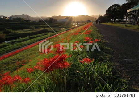 彼岸花と夕陽 彼岸花と夕陽 131861791