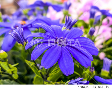色鮮やかなサイネリアの花 131861919