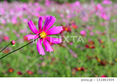 コスモス、白木峰高原 コスモス、白木峰高原 131861934