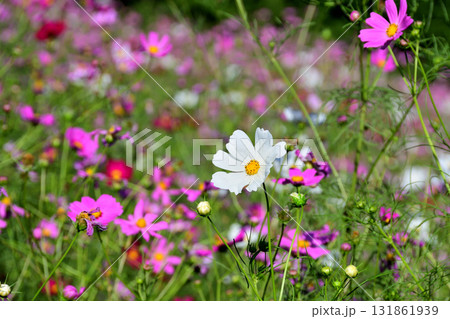 コスモス、白木峰高原 131861939