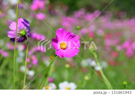 コスモス、白木峰高原 131861943
