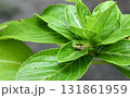 日除けする雨蛙 131861959