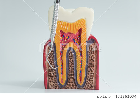Cross section model of human tooth anatomy 131862034